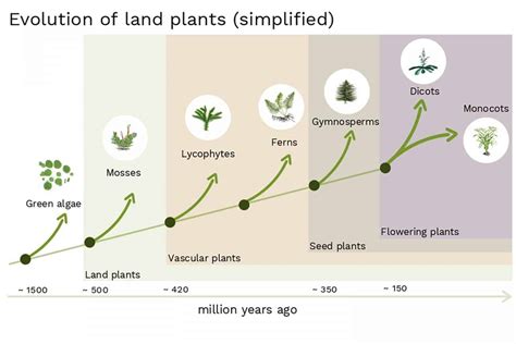 Agriculture origins: Centers and noncenters. . Origin of a plant figgerits